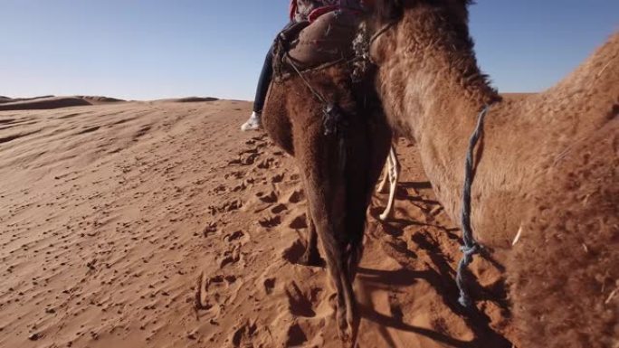 游客享受午后骆驼跋涉进入撒哈拉沙漠的乐趣。