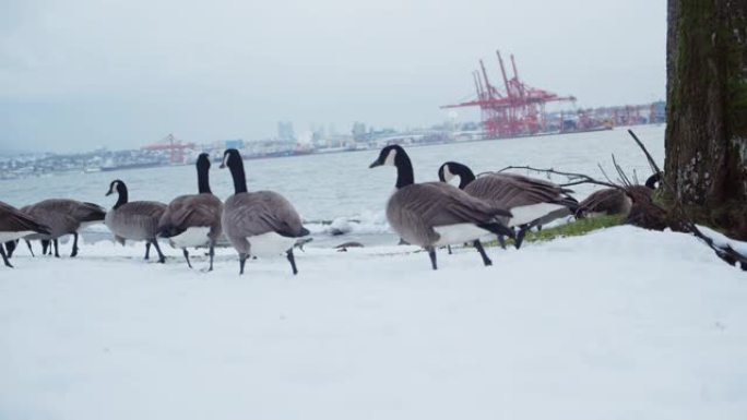 暴风雪过后，加拿大鹅在公园里