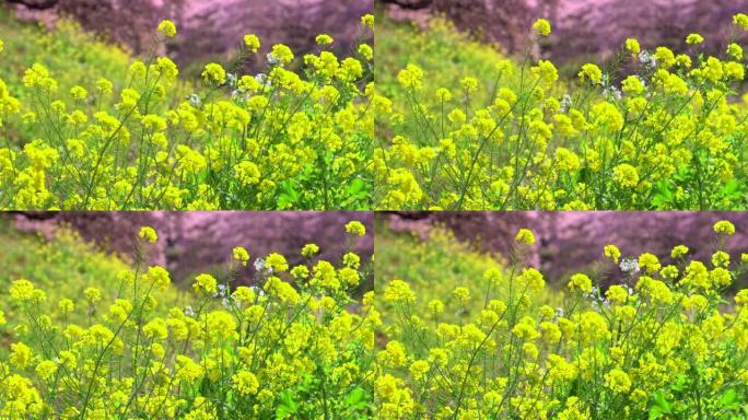 下加莫河岸上有卡诺拉花的河津樱花树