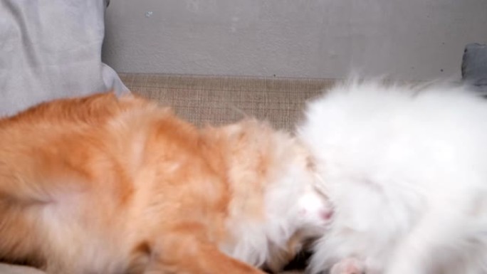 4k uhd慢动作镜头奇瓦瓦和波美拉尼亚可爱的狗在沙发沙发客厅有趣的动物家居概念上玩咬人