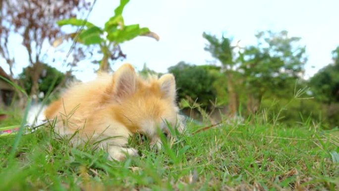 美丽可爱的博美犬躺在灿烂的阳光下的绿草中。