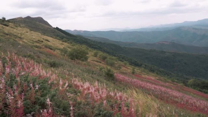 自然中的视点。拥抱群山。感受能量。回到根源。花