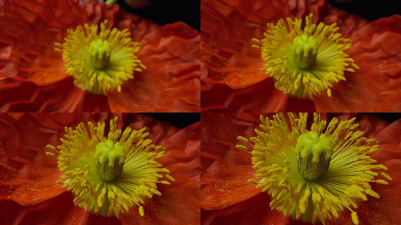 多莉微距拍摄美丽盛开的罂粟花特写。