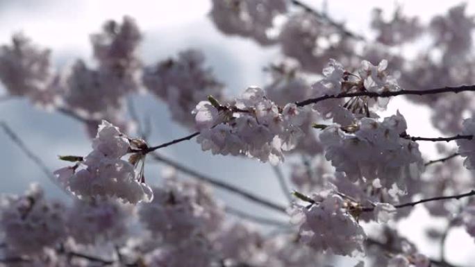 日本樱花特写4K UHD