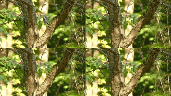 啄木鸟在彩色模糊的背景上从一个分支跳到另一个分支