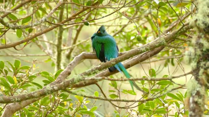 雄伟雄壮的雄鸟格查尔鸟坐在野生鳄梨树上