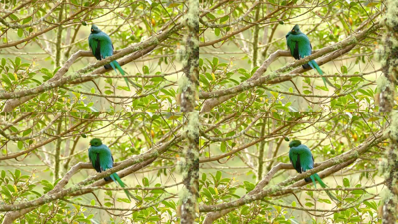 雄伟雄壮的雄鸟格查尔鸟坐在野生鳄梨树上