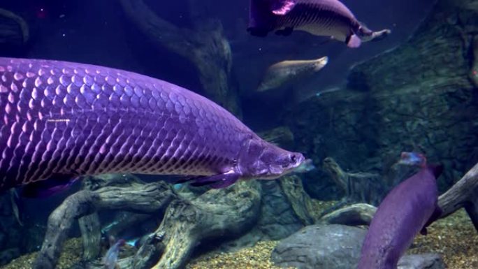 Arapaima，一种在亚马逊流域发现的巨型淡水鱼