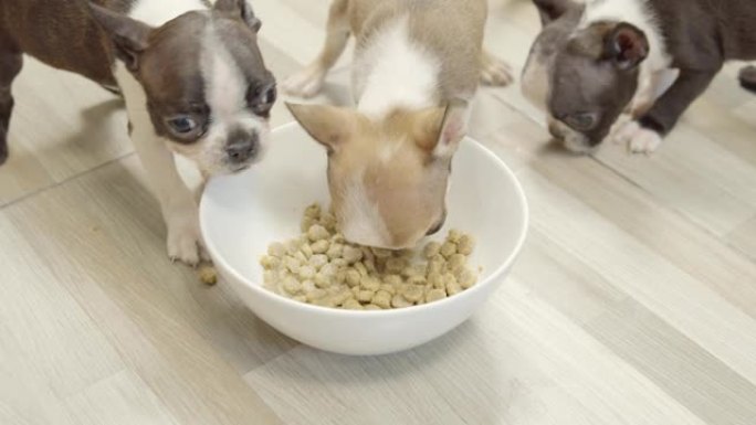 4k镜头可爱的小狗波士顿梗狗在陶瓷碗中吃牛奶和狗食的俯视图。工作室镜头。