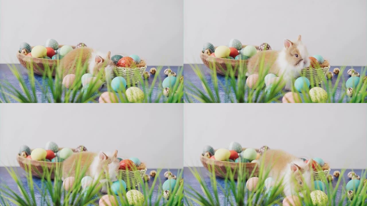 桌上可爱的复活节兔子，五颜六色的鸡蛋和郁金香。复活节节日装饰，复活节概念背景。
