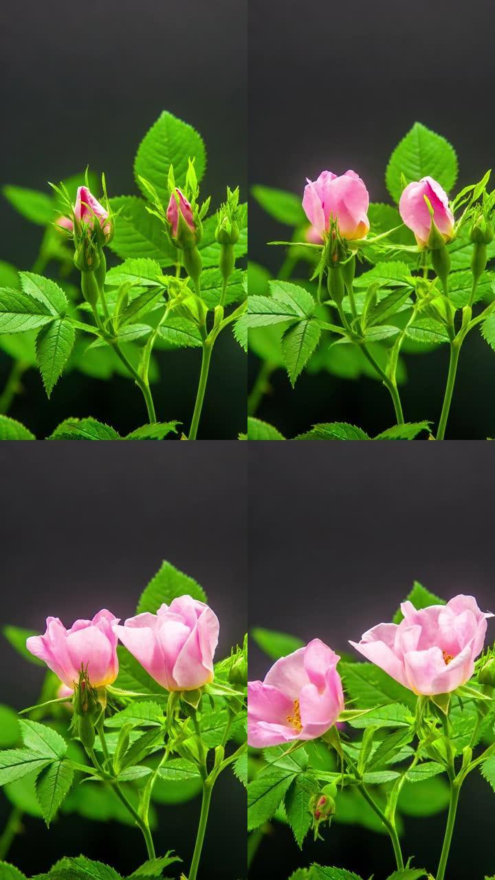 4k垂直延时的玫瑰花盛开，并在黑色背景上生长。盛开的罗莎之花。9:16比例的垂直时间流逝手机和社交媒