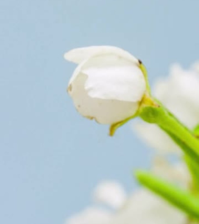 4k vertical timelapse of an Pear Flower blossom bl