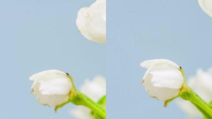 4k vertical timelapse of an Pear Flower blossom bl