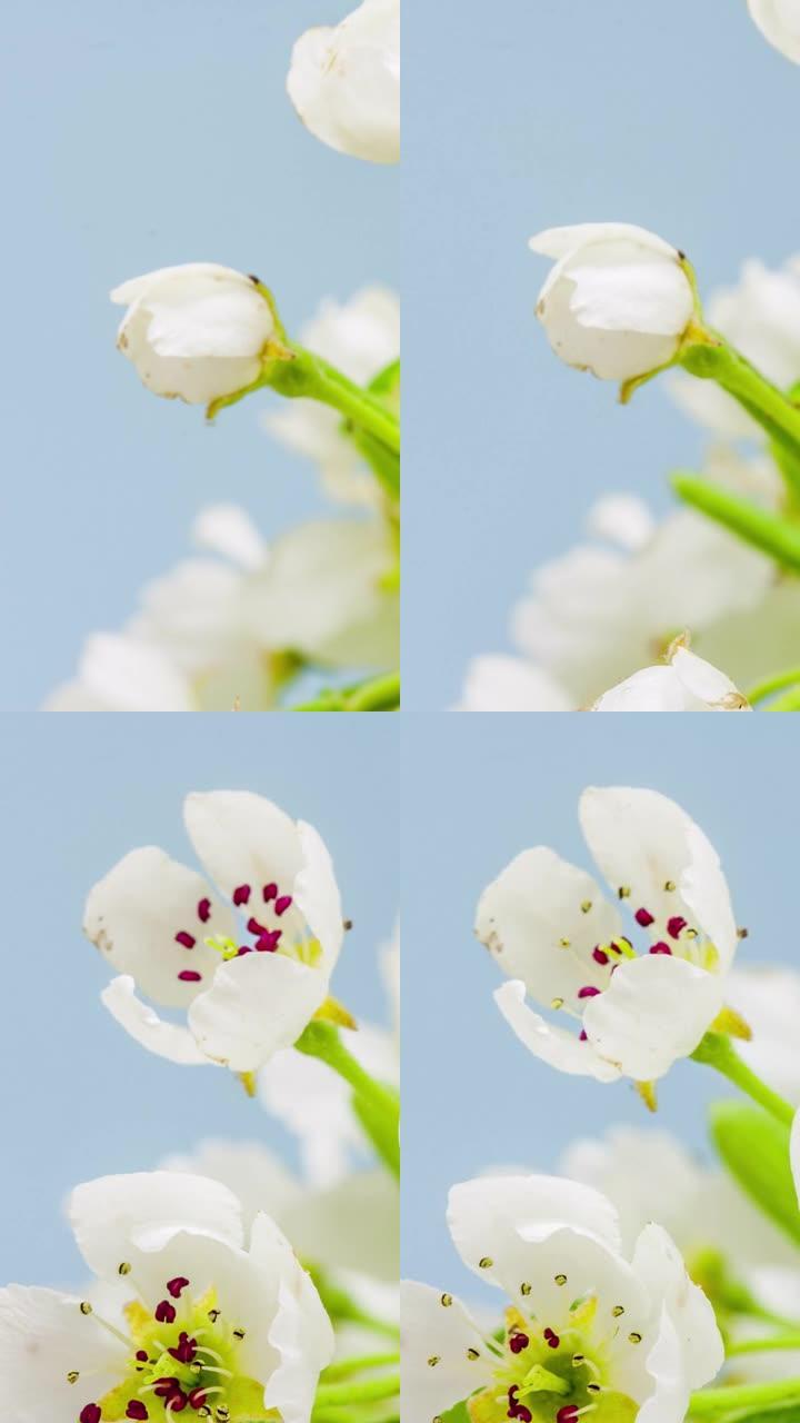 4k vertical timelapse of an Pear Flower blossom bl