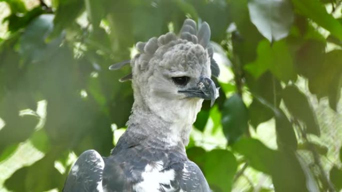 Harpy Eagle雄伟的猛禽在使脖子移动时观察某些东西