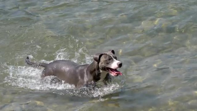 狗水游泳Amstaff