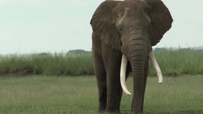 非洲大象 (非洲Loxodonta African) bull sauntering