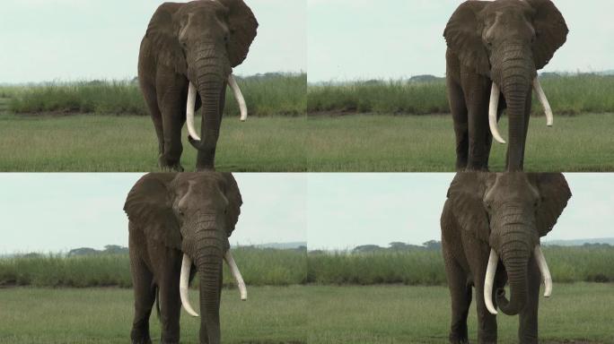 非洲大象 (非洲Loxodonta African) bull sauntering