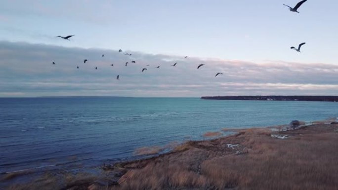 鸟群近距离飞行的空中射击。背景上的大海。无人机上的鹤鸟。美丽的金色时光日落。