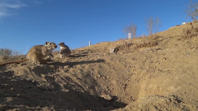 gopher家族在哈萨克斯坦草原上的洞附近奔跑