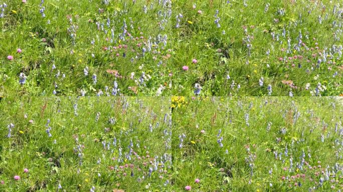 奥地利阿尔卑斯山草地上的白色坎皮恩花盛开。还有蓝色铃铛花