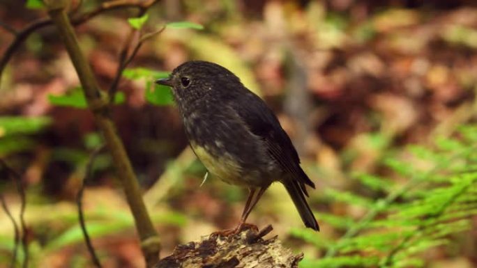Petroica longipes-北岛Robin-tooutouwai-特有的新西兰森林鸟坐在森林