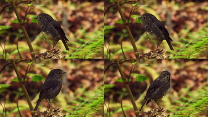 Petroica longipes-北岛Robin-tooutouwai-特有的新西兰森林鸟坐在森林
