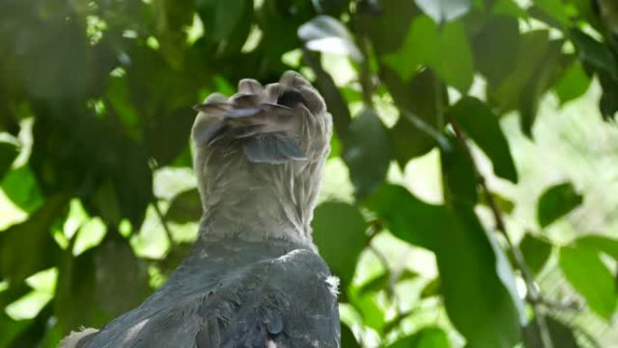 巴拿马被称为Harpy Eagle的大型喙猛禽的锐利剖面图