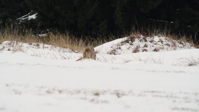 可爱的年轻红狐狸 (Vulpes Vulpes) 在日出时被雪覆盖的草地上奔跑