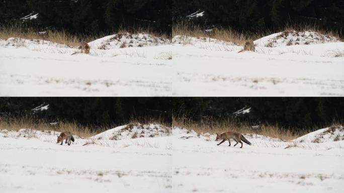 可爱的年轻红狐狸 (Vulpes Vulpes) 在日出时被雪覆盖的草地上奔跑