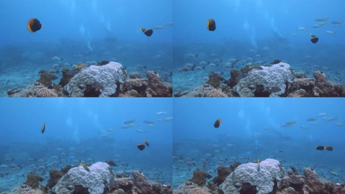 暗淡的蝴蝶，甜美的嘴唇，山羊鱼，假摩尔人的偶像和蓝色条纹鲷鱼在珊瑚上的水下镜头，有大量的鱼和潜水员。
