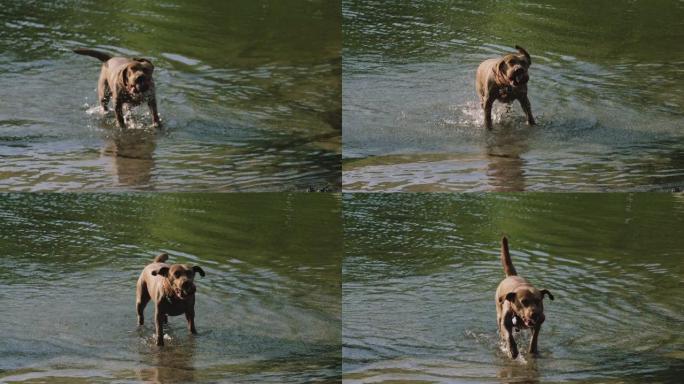 狗在慢动作中甩掉水