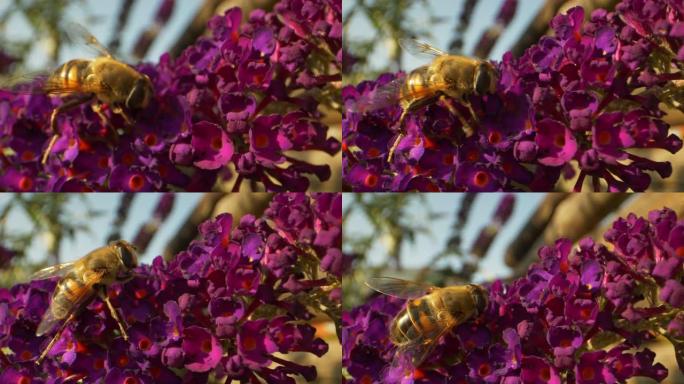 后院紫色花园顶部的大黄蜂