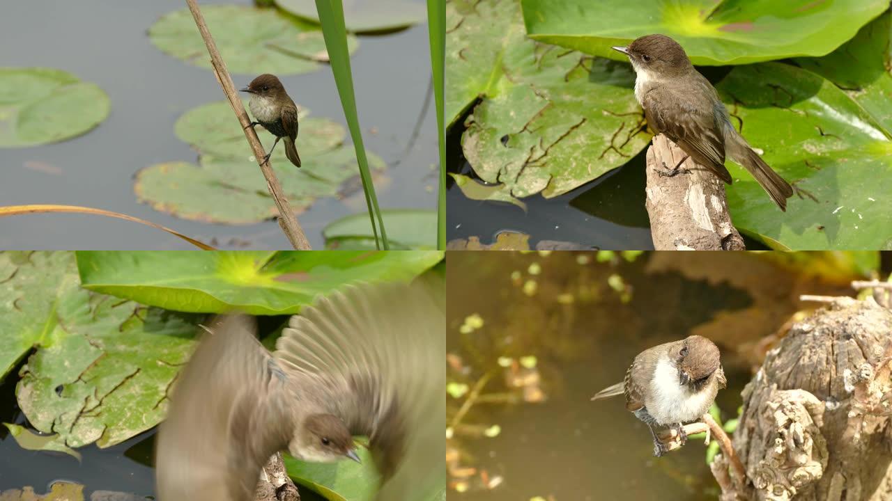 小型棕色鸟的特写镜头在池塘里祈祷