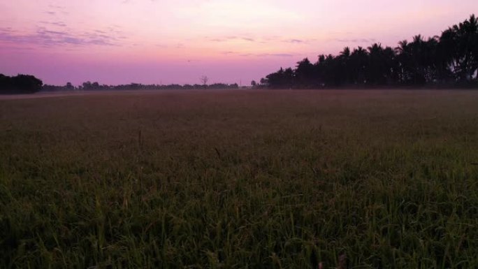鸟瞰早晨的绿色稻田