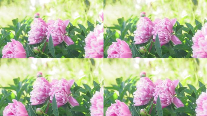 美丽的粉红色牡丹在花园里，大自然，春天，开花