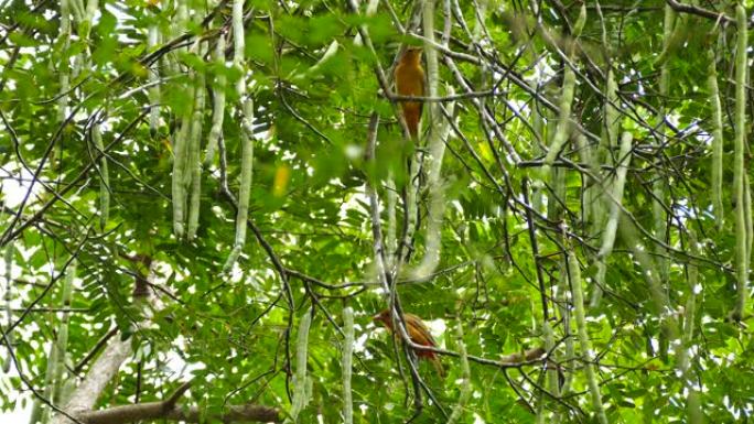 一对热带淡橙鸟栖息在彼此附近