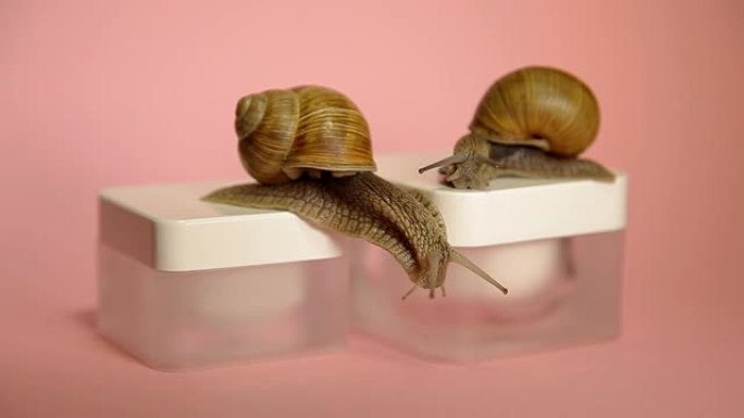 两只蜗牛在一罐奶油里爬行。蜗牛粘液霜