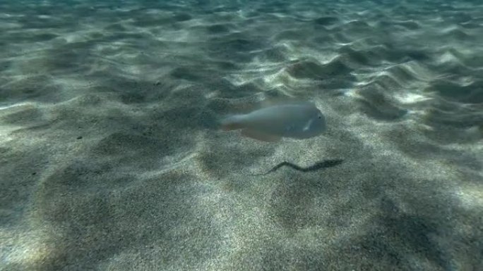 剃刀鱼游过沙底。珍珠剃刀鱼或切弗濑鱼 (Xyrichtys novacula) 水下射击。地中海，欧