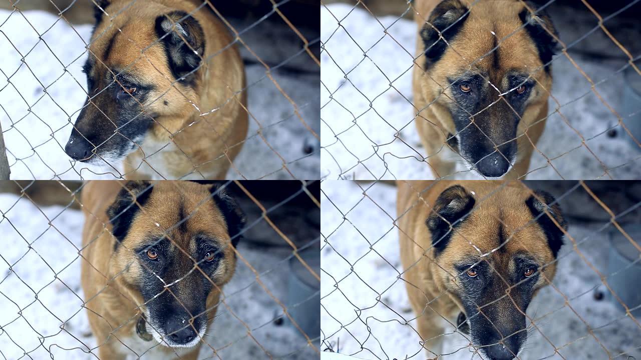 阿拉拜的一只大狗品种坐在铁笼里，悲伤地看着镜头