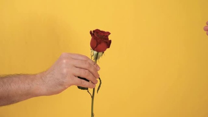 男性手将红色玫瑰花转移到黄色背景上的女性手。情人节，2月14日，生日，周年纪念日，第一次约会概念。慢