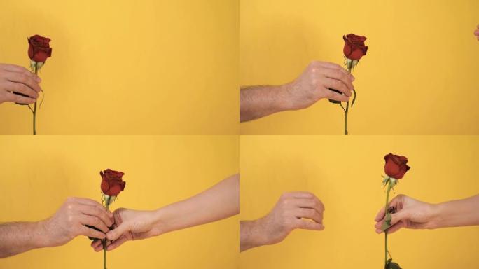 男性手将红色玫瑰花转移到黄色背景上的女性手。情人节，2月14日，生日，周年纪念日，第一次约会概念。慢