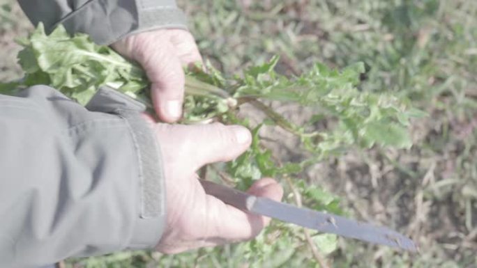 自然生活方式: 老农男子从地下收集野生草药，并展示如何在食用前对其进行清洁