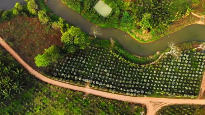 罗布斯塔咖啡种植园在清晨盛开的咖啡花开时，鸟瞰图在该国的无人机上。泰国。