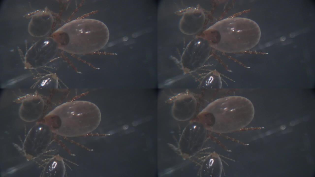 在显微镜下关闭狗蜱和跳蚤，以便在实验室研究。