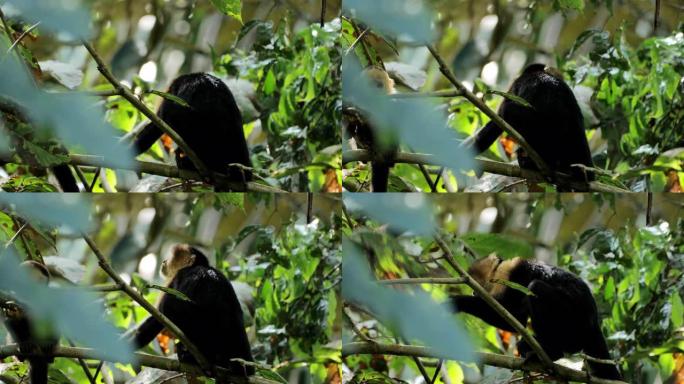 喂养野生卷尾猴: 哥斯达黎加