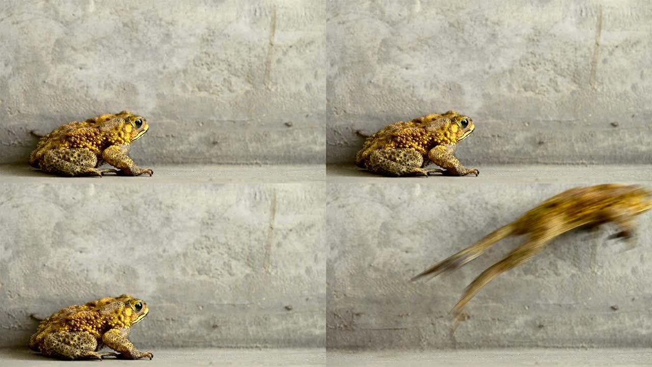 黄色青蛙呼吸和跳跃的5次慢动作
