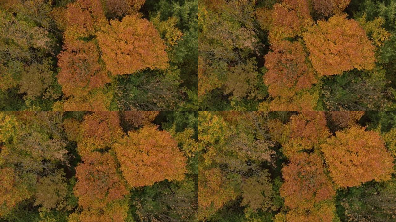 秋季树冠近距离空中直拍