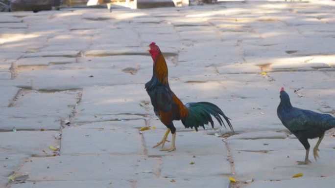 鸡鸡在柬埔寨暹粒吴哥窟建筑群塔普伦寺的石岩地上行走。