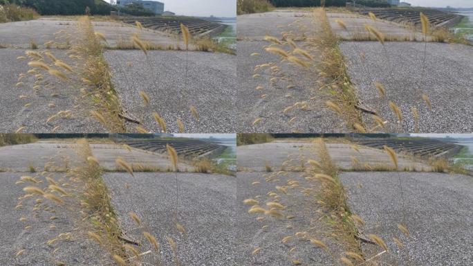 太平洋水泥地上的芦苇草